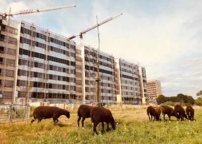 Les moutons bruxellois