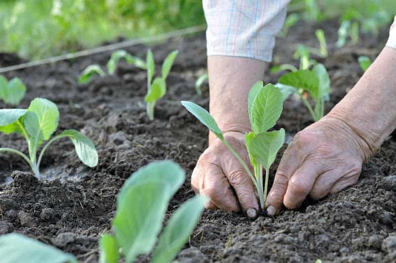 Plants et bulbes