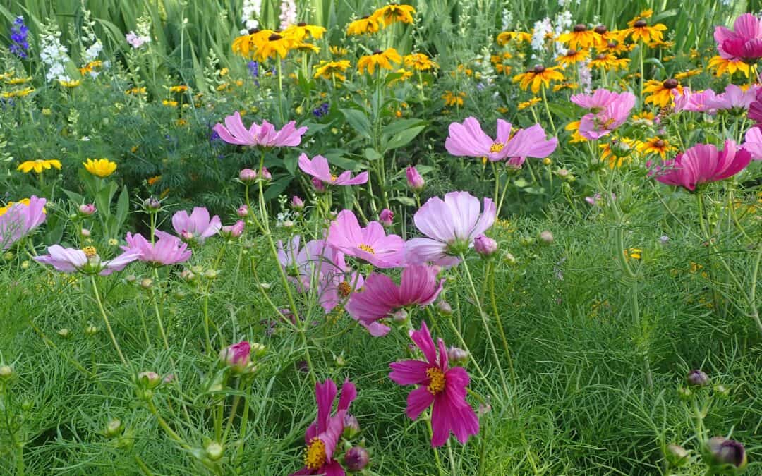 Cycle fleurs