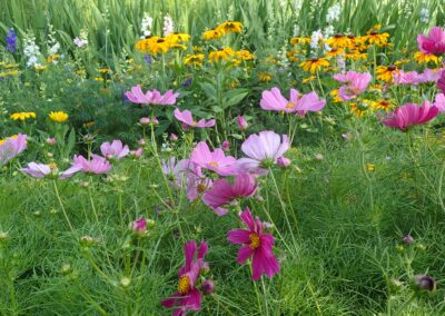 Cycle fleurs