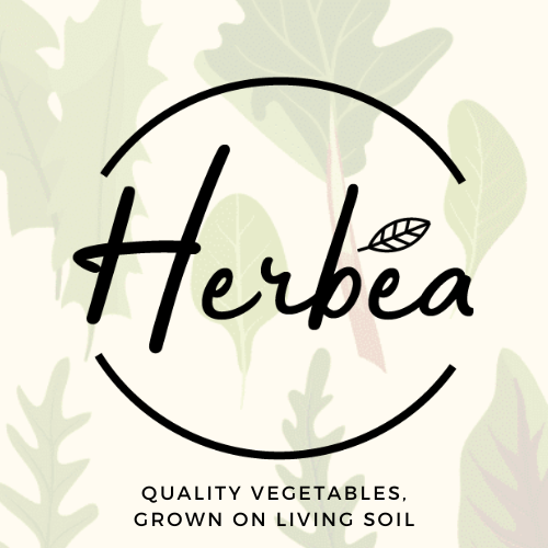 Herbea